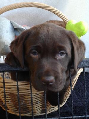 Gracie's daughter Isla, 6 weeks old
