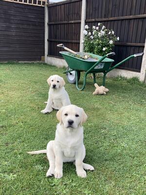 Helping in the garden