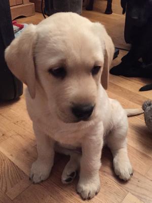 I am 8 weeks old x
