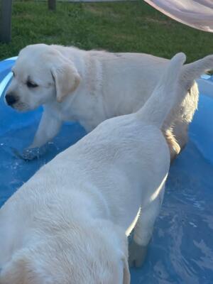Water babies