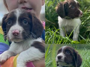 3 x dog pups