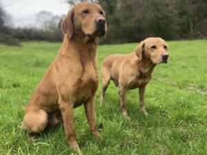 Mitch (with Sire Vinnie)