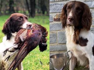 Left - Dam . Right - sire