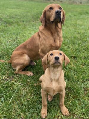 Mitch (with offspring Amber)