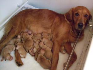 'Kitty' and rather a lot of puppies!