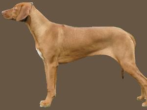 Anny (Sonstraal Gabby Anny of Gabisa)