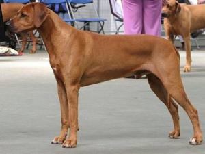 Elvis (CH Sonstraal Chocolate Storm)