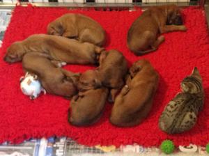Pups at 3 weeks