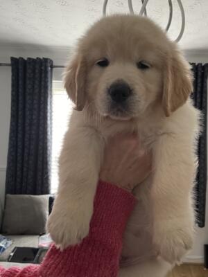 Little girl available