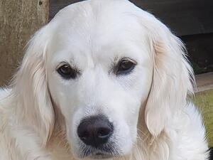 Canndebrae Von Louisa