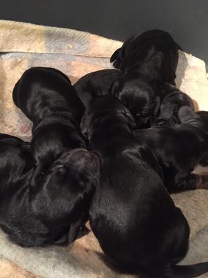 A few days Old