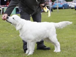 My First show at just 6 months old