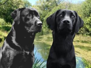 Fenway Tallin and Hamleyheath Phoebe