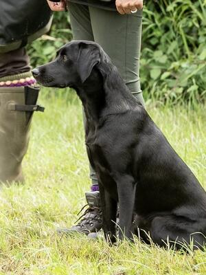 Hamleyheath Phoebe competing last summer