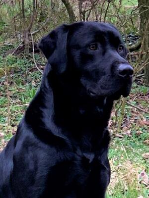 Fenway Tallin - sire