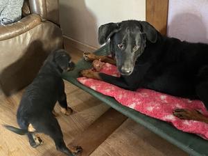 Dad with his puppies.