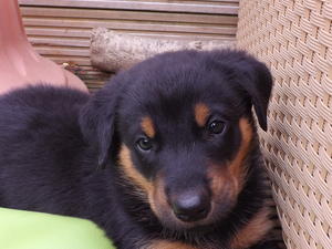 puppies
