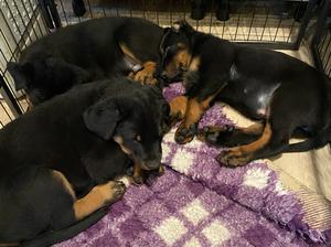 Sleeping males. 8 weeks.