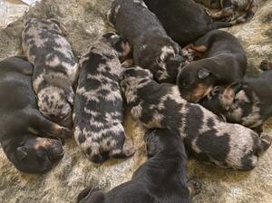 Puppies, harlequin and black/tan.