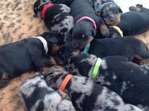 Black/ tan and harlequin puppies.
