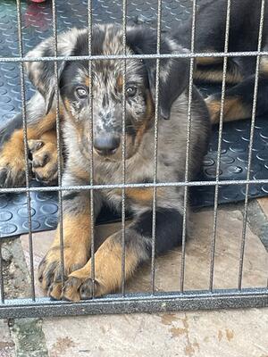 Puppies