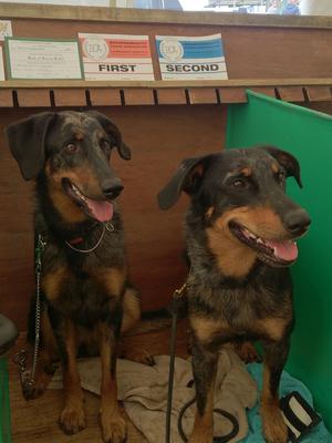 Two puppies from previous litters