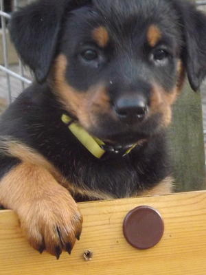 black/tan