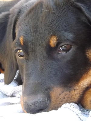Previous black/tan puppy