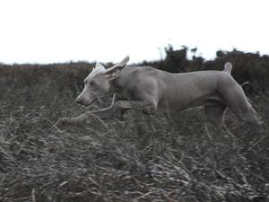 Lola on Grouse moors