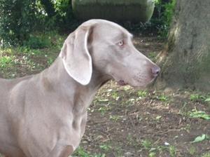 Lola Head Shot