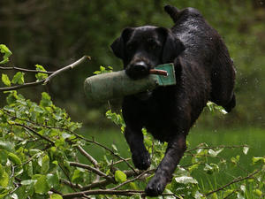 dora Dam of Litter