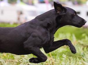 Otis Sire of Litter
