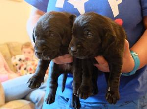 Three well grown pups from very strong litter,