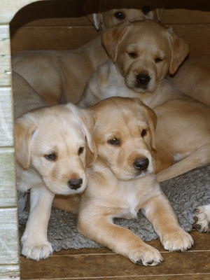 Two quality pups available from very even litter.
