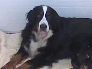 mum with previous litter