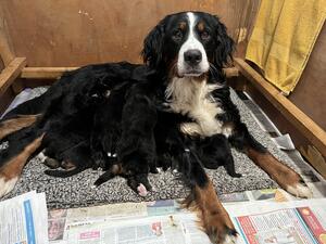 Mum with pups