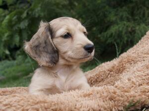 Stunning bitch puppy , ready now