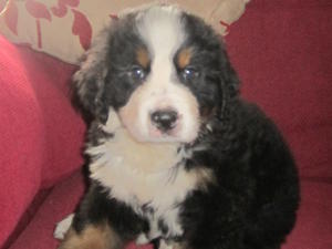 pup from previous litter