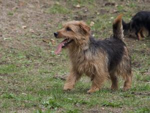Jim Norfolk Terrier