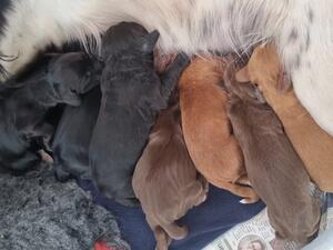 Puppies