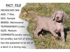 Puppy Profiles