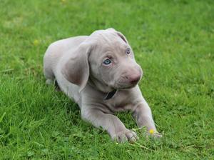 Pup at 5 wks