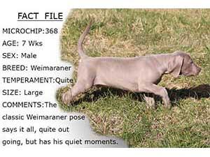 Puppy Profiles