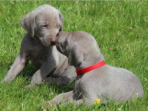 Two of Bracken's Litter Enjoying the sun