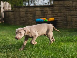 Ambers Pups Photoshoot 3