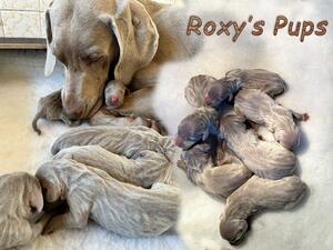 Roxys Whelped