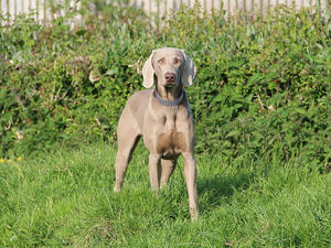 Sapphire posing for photo