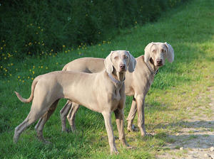 Sapphire & Bracken