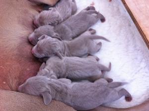 Fern's 2013 Litter (new born)