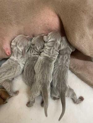 Roxy's Litter Suckling